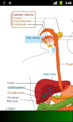 Anatomy Guide android App screenshot 3